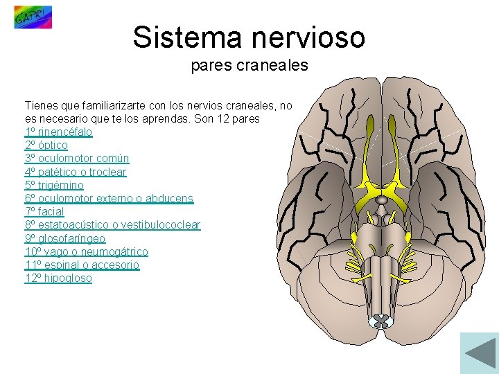 Sistema nervioso pares craneales Tienes que familiarizarte con los nervios craneales, no es necesario