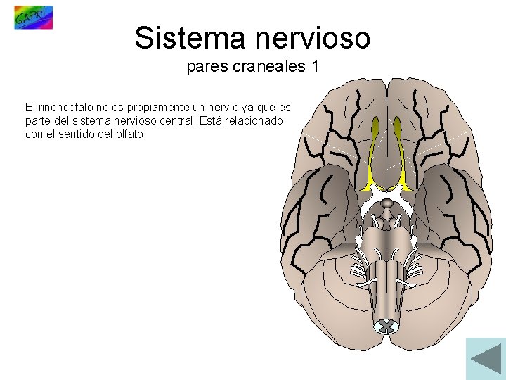 Sistema nervioso pares craneales 1 El rinencéfalo no es propiamente un nervio ya que