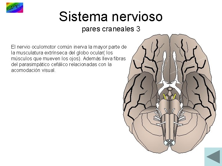 Sistema nervioso pares craneales 3 El nervio oculomotor común inerva la mayor parte de