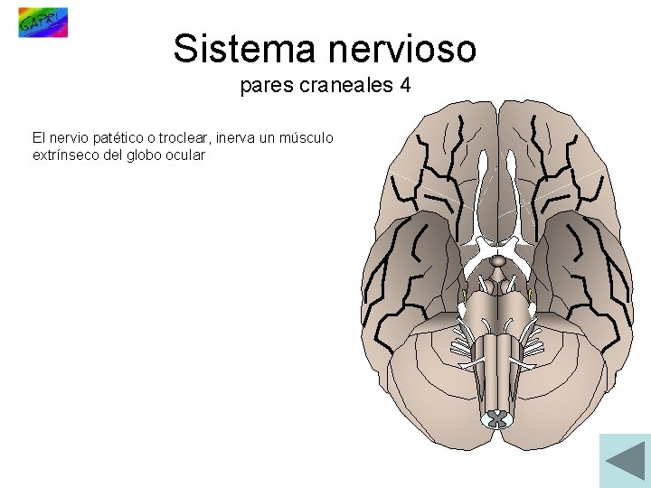 Sistema nervioso pares craneales 4 El nervio patético o troclear, inerva un músculo extrínseco