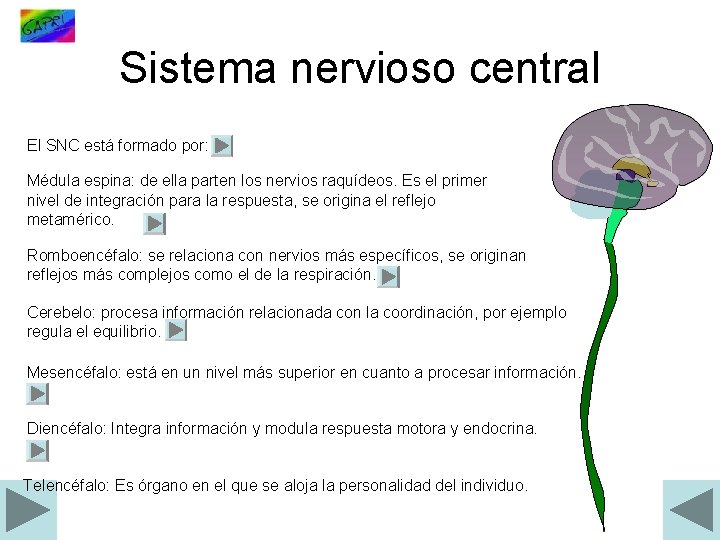 Sistema nervioso central El SNC está formado por: Médula espina: de ella parten los