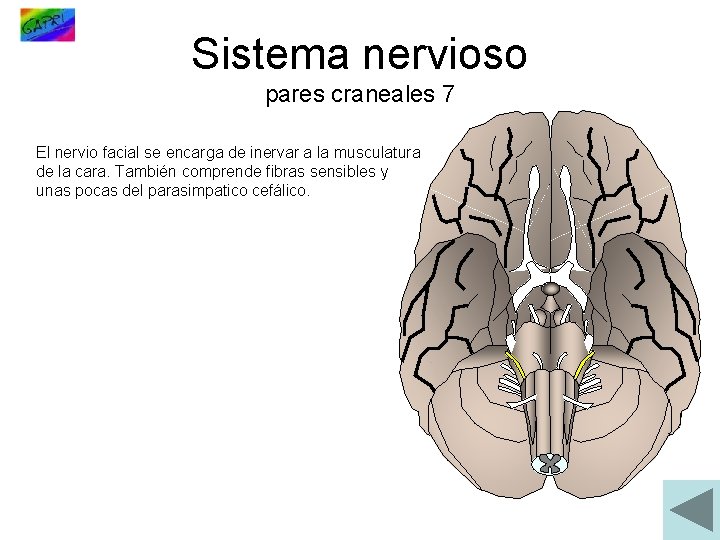 Sistema nervioso pares craneales 7 El nervio facial se encarga de inervar a la