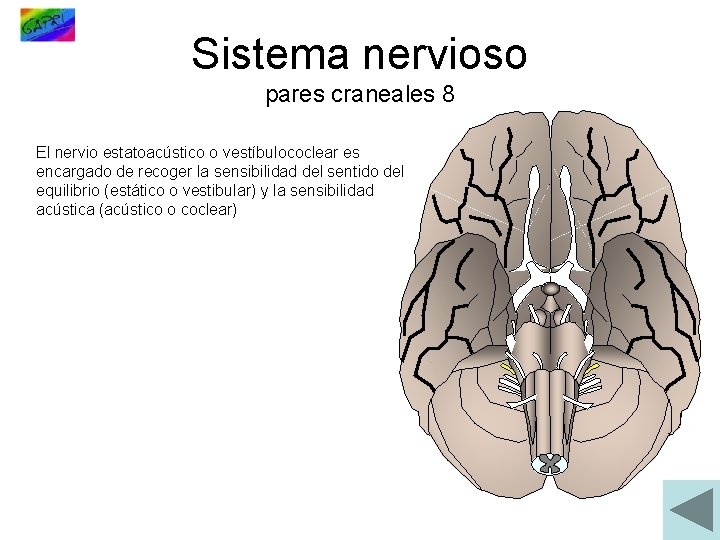 Sistema nervioso pares craneales 8 El nervio estatoacústico o vestíbulococlear es encargado de recoger