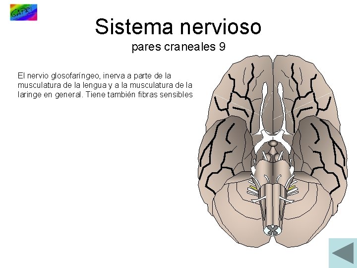 Sistema nervioso pares craneales 9 El nervio glosofaríngeo, inerva a parte de la musculatura