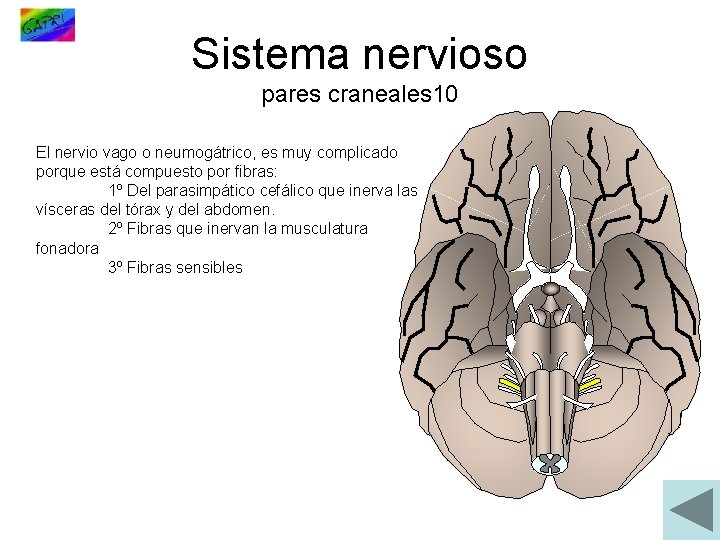 Sistema nervioso pares craneales 10 El nervio vago o neumogátrico, es muy complicado porque