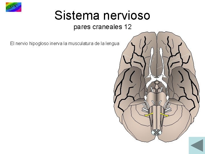 Sistema nervioso pares craneales 12 El nervio hipogloso inerva la musculatura de la lengua