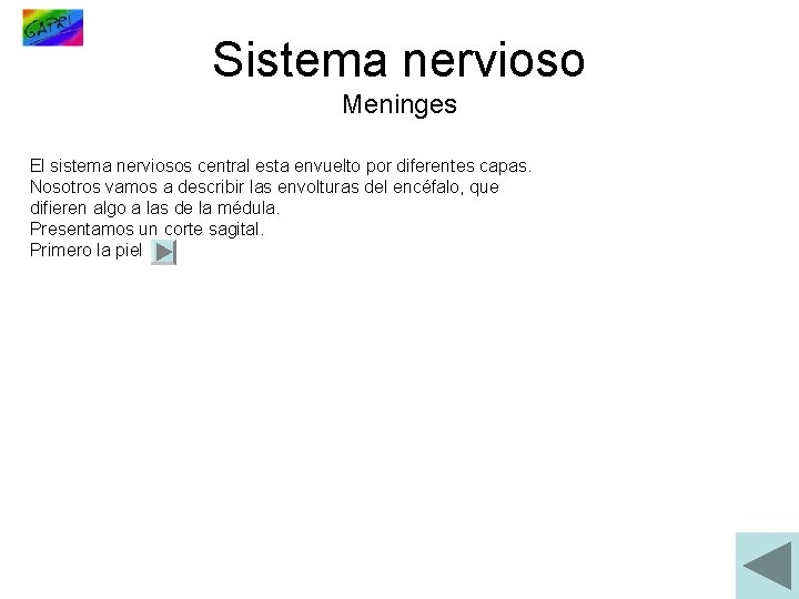 Sistema nervioso Meninges El sistema nerviosos central esta envuelto por diferentes capas. Nosotros vamos