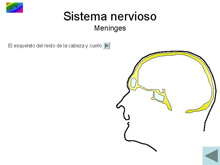 Sistema nervioso Meninges El esqueleto del resto de la cabeza y cuello 