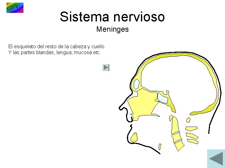 Sistema nervioso Meninges El esqueleto del resto de la cabeza y cuello Y las