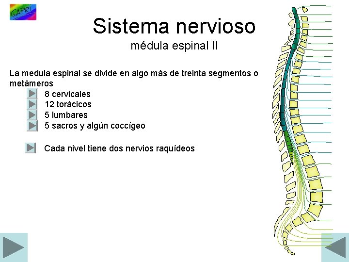 Sistema nervioso médula espinal II La medula espinal se divide en algo más de