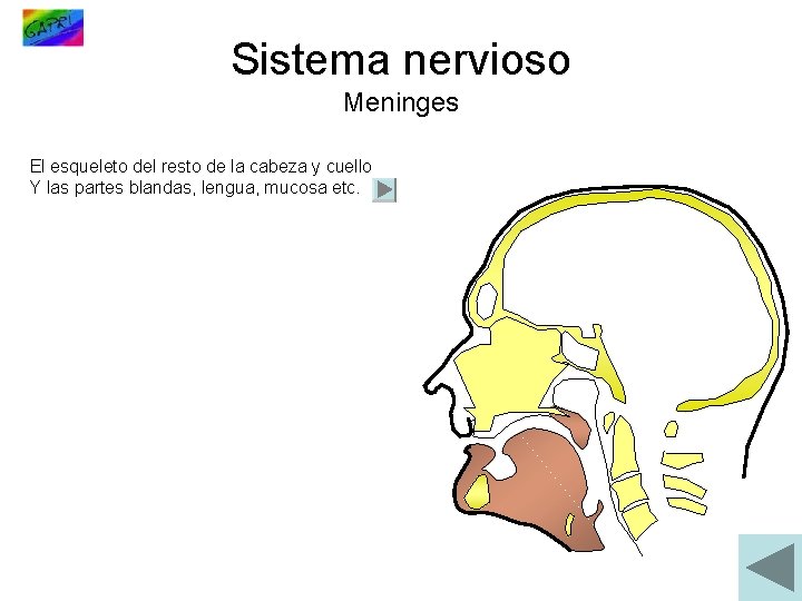 Sistema nervioso Meninges El esqueleto del resto de la cabeza y cuello Y las