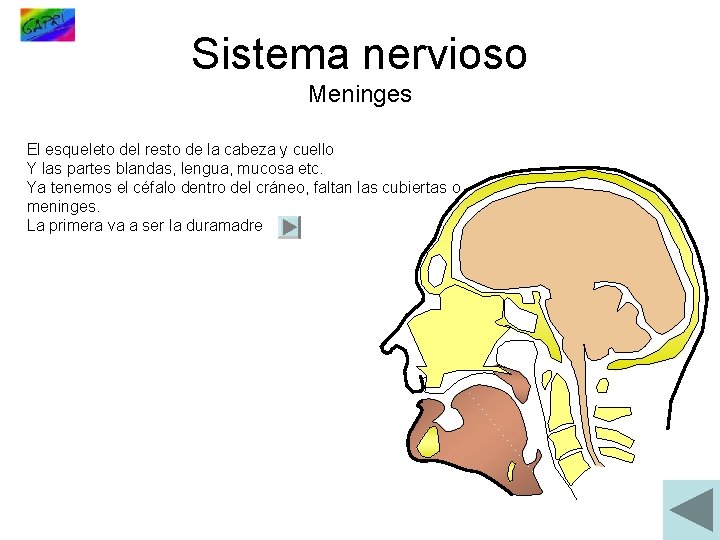 Sistema nervioso Meninges El esqueleto del resto de la cabeza y cuello Y las