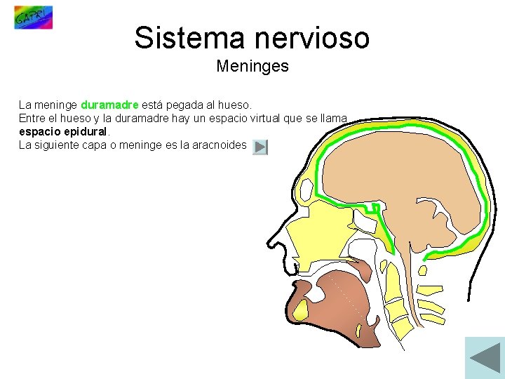 Sistema nervioso Meninges La meninge duramadre está pegada al hueso. Entre el hueso y