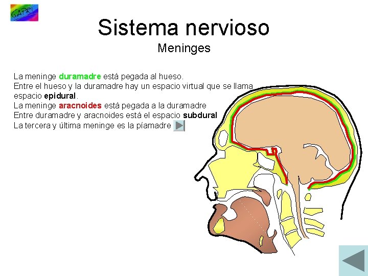 Sistema nervioso Meninges La meninge duramadre está pegada al hueso. Entre el hueso y