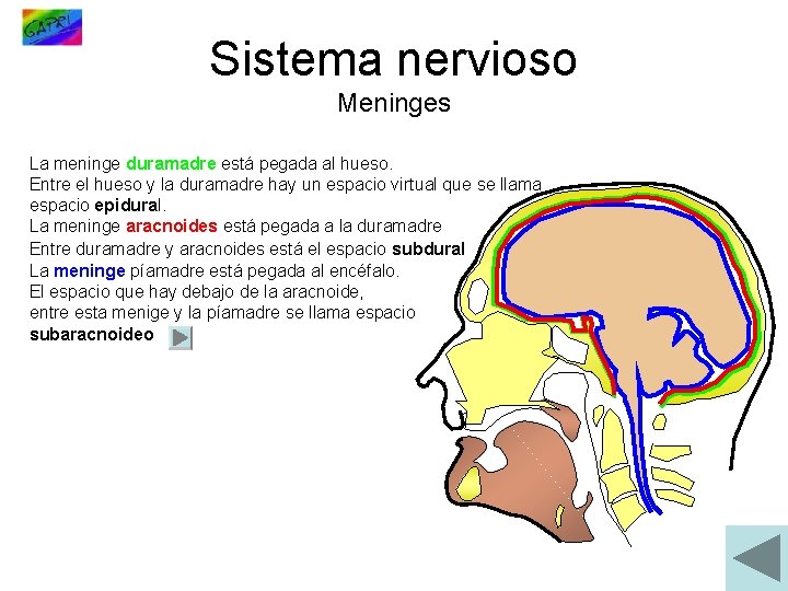 Sistema nervioso Meninges La meninge duramadre está pegada al hueso. Entre el hueso y