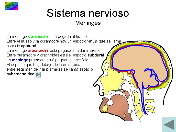 Sistema nervioso Meninges La meninge duramadre está pegada al hueso. Entre el hueso y