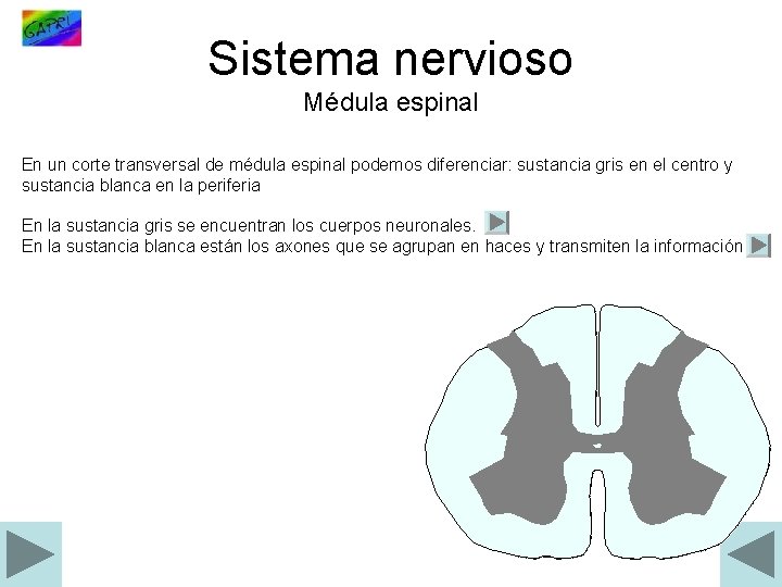 Sistema nervioso Médula espinal En un corte transversal de médula espinal podemos diferenciar: sustancia