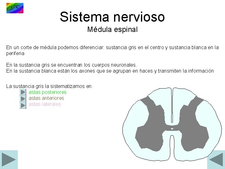 Sistema nervioso Médula espinal En un corte de médula podemos diferenciar: sustancia gris en