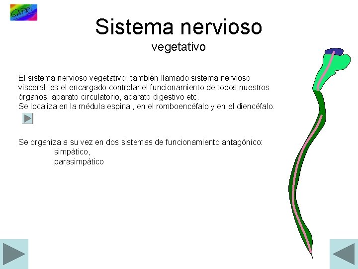 Sistema nervioso vegetativo El sistema nervioso vegetativo, también llamado sistema nervioso visceral, es el