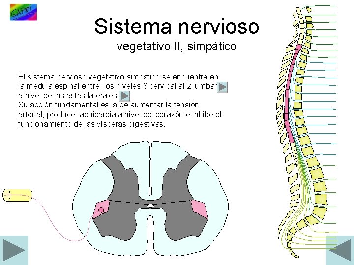 Sistema nervioso vegetativo II, simpático El sistema nervioso vegetativo simpático se encuentra en la