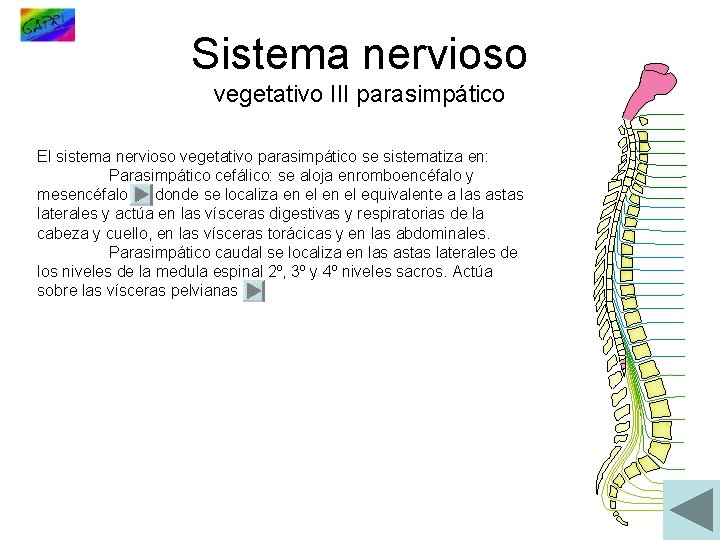 Sistema nervioso vegetativo III parasimpático El sistema nervioso vegetativo parasimpático se sistematiza en: Parasimpático
