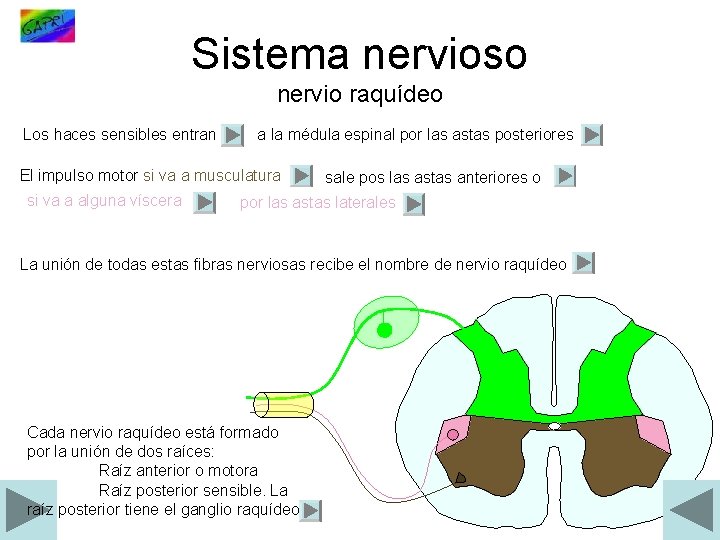 Sistema nervioso nervio raquídeo Los haces sensibles entran a la médula espinal por las