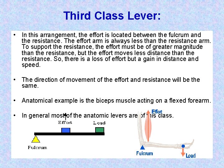 Third Class Lever: • In this arrangement, the effort is located between the fulcrum Third Class Lever: • In this arrangement, the effort is located between the fulcrum