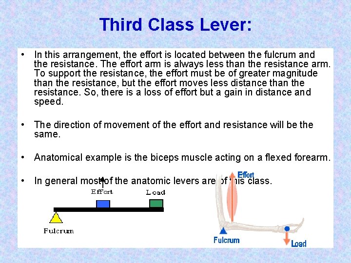 Third Class Lever: • In this arrangement, the effort is located between the fulcrum