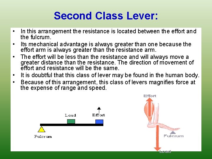 Second Class Lever: • In this arrangement the resistance is located between the effort