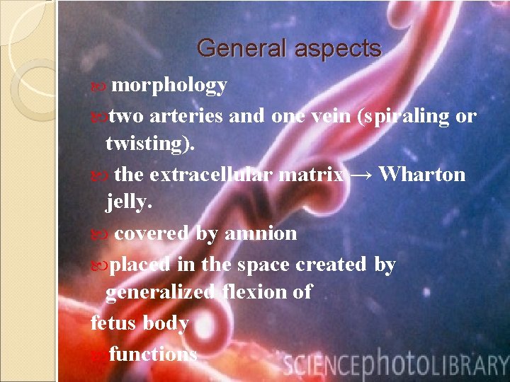 General aspects morphology two arteries and one vein (spiraling or twisting). the extracellular matrix