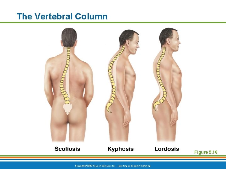 The Vertebral Column Figure 5. 16 Copyright © 2009 Pearson Education, Inc. , publishing