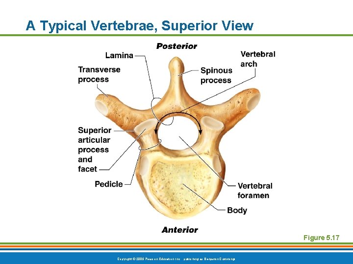 A Typical Vertebrae, Superior View Figure 5. 17 Copyright © 2009 Pearson Education, Inc.
