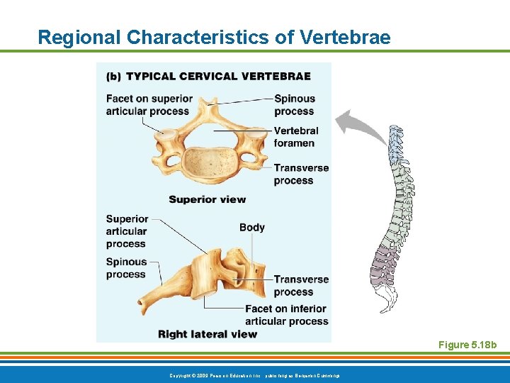 Regional Characteristics of Vertebrae Figure 5. 18 b Copyright © 2009 Pearson Education, Inc.