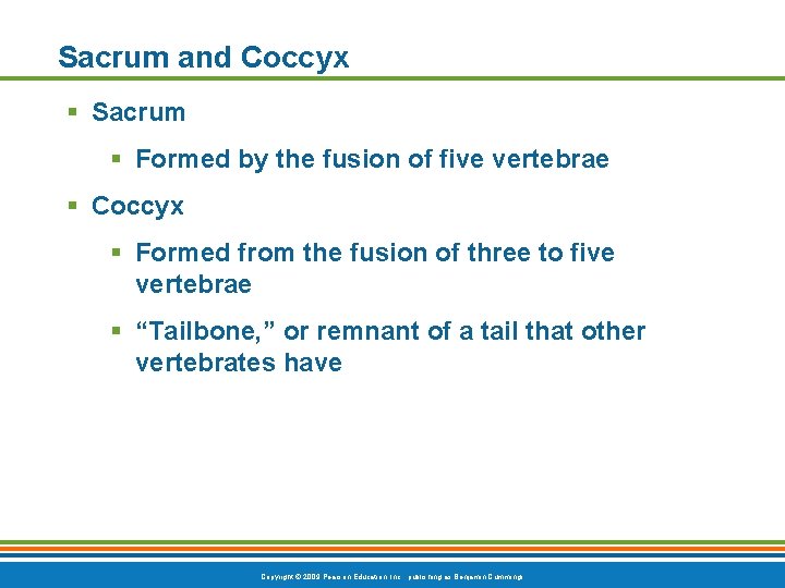 Sacrum and Coccyx § Sacrum § Formed by the fusion of five vertebrae §