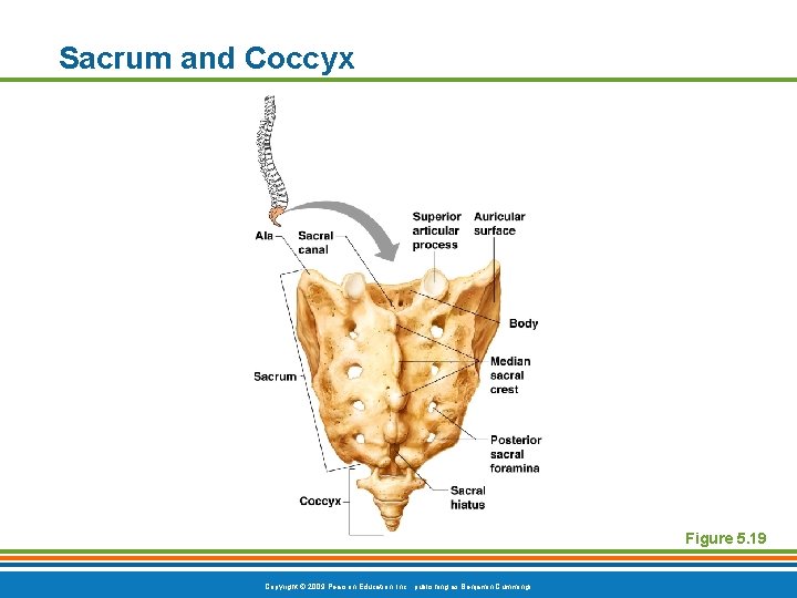 Sacrum and Coccyx Figure 5. 19 Copyright © 2009 Pearson Education, Inc. , publishing