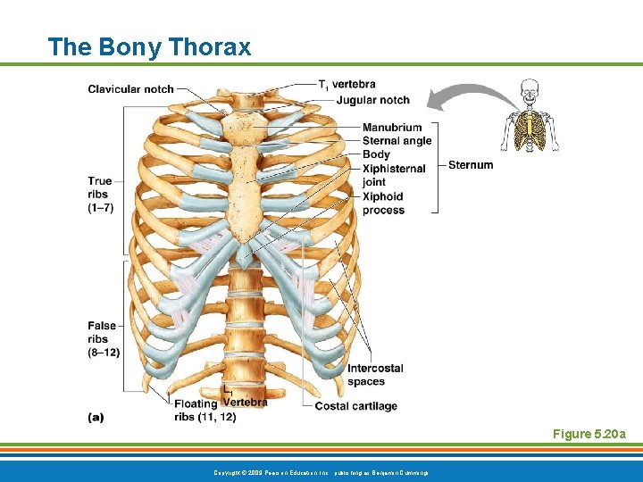 The Bony Thorax Figure 5. 20 a Copyright © 2009 Pearson Education, Inc. ,