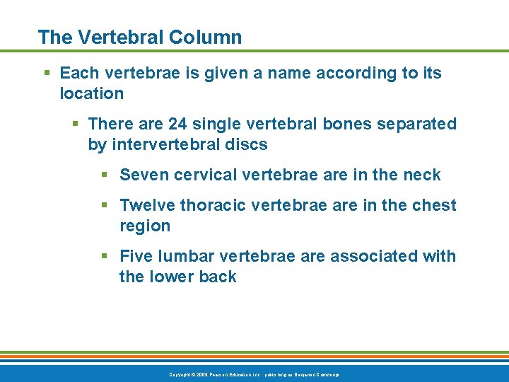 The Vertebral Column § Each vertebrae is given a name according to its location