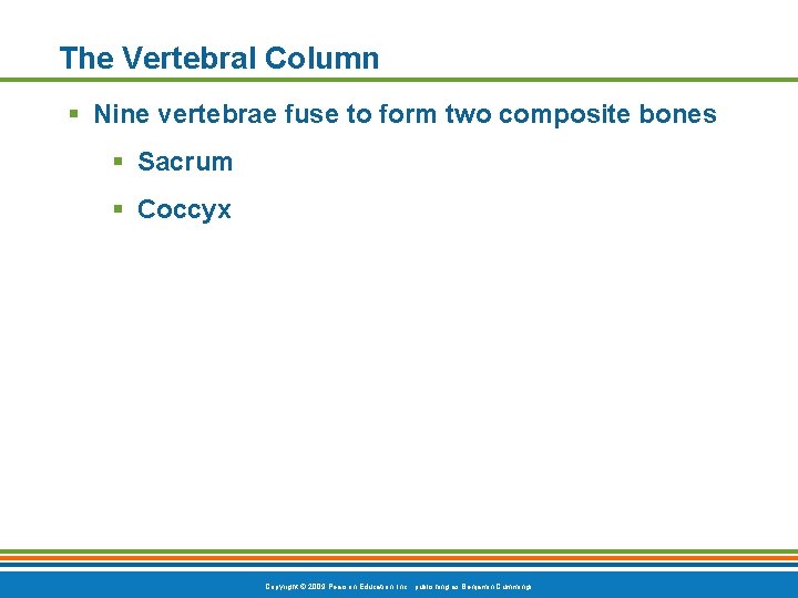 The Vertebral Column § Nine vertebrae fuse to form two composite bones § Sacrum