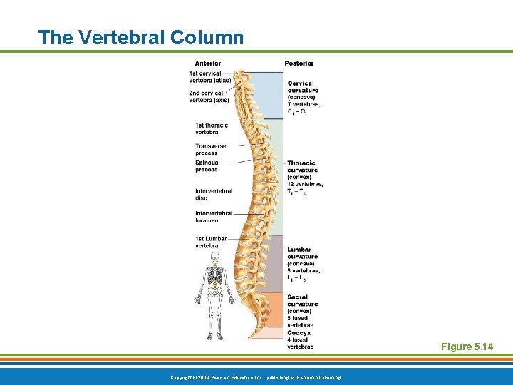 The Vertebral Column Figure 5. 14 Copyright © 2009 Pearson Education, Inc. , publishing