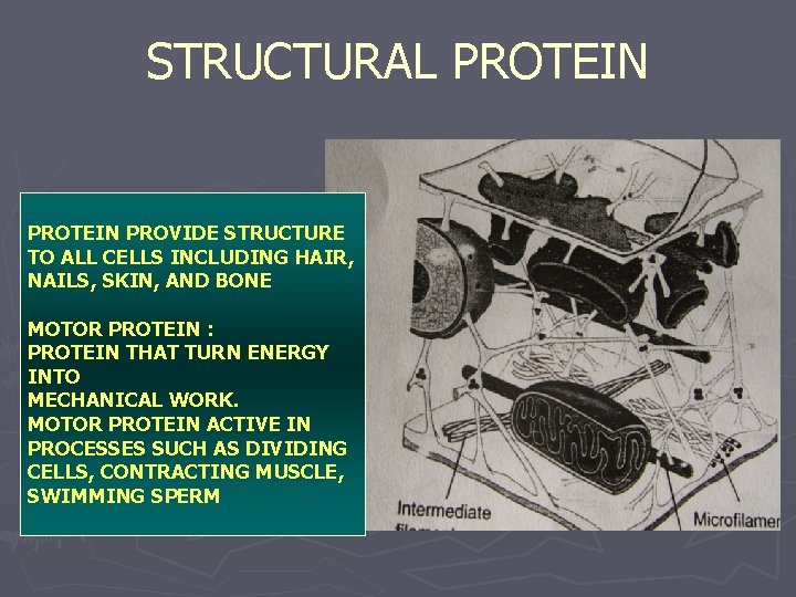 STRUCTURAL PROTEIN PROVIDE STRUCTURE TO ALL CELLS INCLUDING HAIR, NAILS, SKIN, AND BONE MOTOR