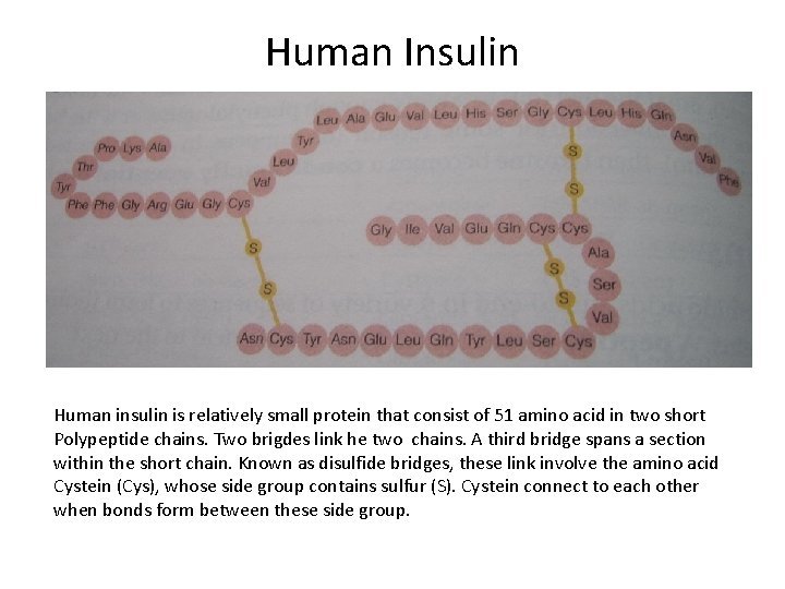 Human Insulin Human insulin is relatively small protein that consist of 51 amino acid