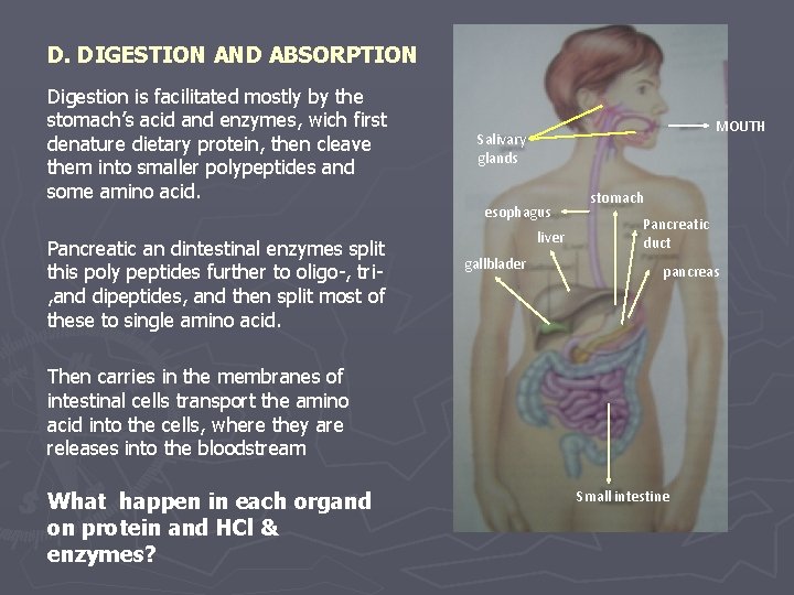 D. DIGESTION AND ABSORPTION Digestion is facilitated mostly by the stomach’s acid and enzymes,