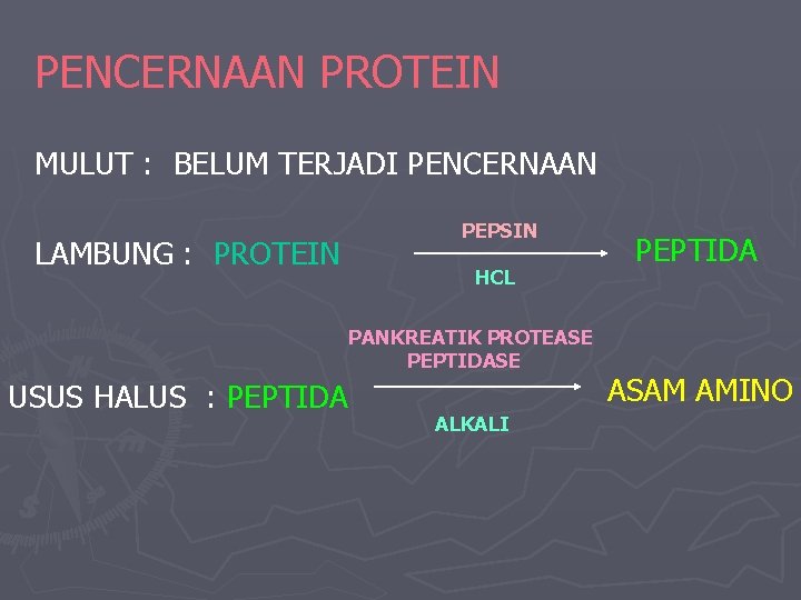 PENCERNAAN PROTEIN MULUT : BELUM TERJADI PENCERNAAN LAMBUNG : PROTEIN PEPSIN HCL PANKREATIK PROTEASE