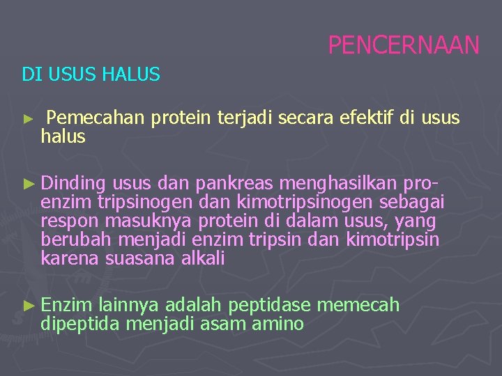 PENCERNAAN DI USUS HALUS ► Pemecahan protein terjadi secara efektif di usus halus ►