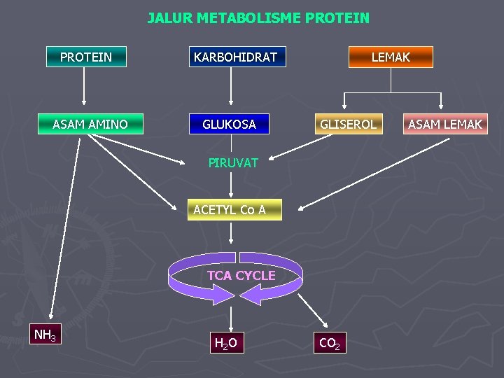 JALUR METABOLISME PROTEIN ASAM AMINO KARBOHIDRAT GLUKOSA LEMAK GLISEROL PIRUVAT ACETYL Co A TCA