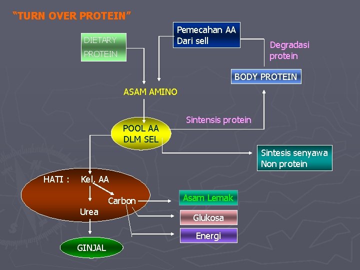 “TURN OVER PROTEIN” Pemecahan AA Dari sell DIETARY PROTEIN Degradasi protein BODY PROTEIN ASAM