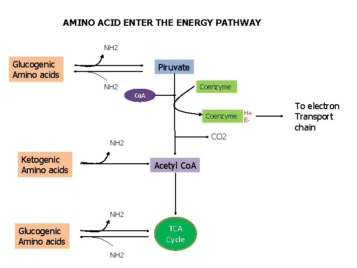 AMINO ACID ENTER THE ENERGY PATHWAY NH 2 Glucogenic Amino acids Piruvate NH 2