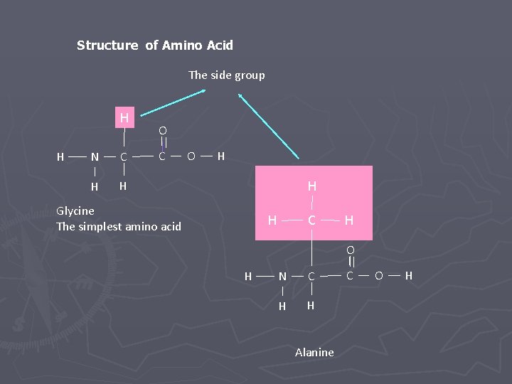 Structure of Amino Acid The side group H H N C H H O