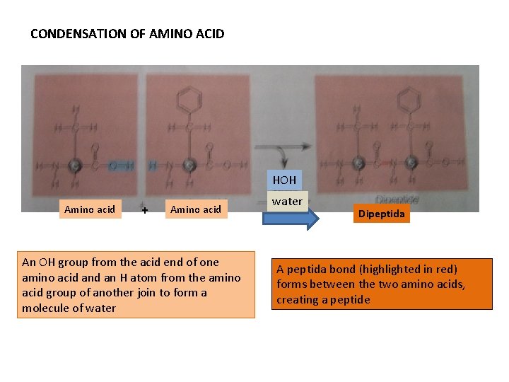 CONDENSATION OF AMINO ACID HOH Amino acid + Amino acid An OH group from