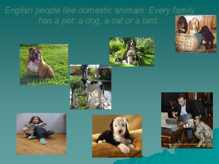 English people like domestic animals. Every family has a pet: a dog, a cat
